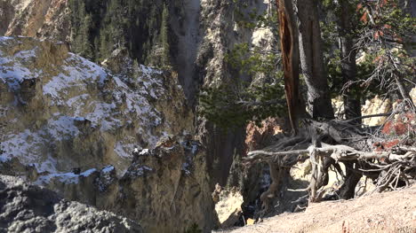 Raíces-De-Los-árboles-De-Yellowstone-En-El-Borde-Del-Cañón-Pan-Derecho