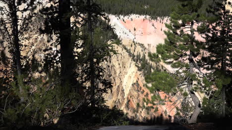Yellowstone-Blick-Auf-Canyon-Und-Pinien