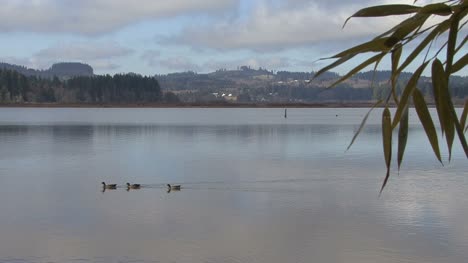 Ducks-swimming-on-Silver-Lake