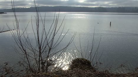 Ducks-on-Silver-Lake-with-reflected-sun