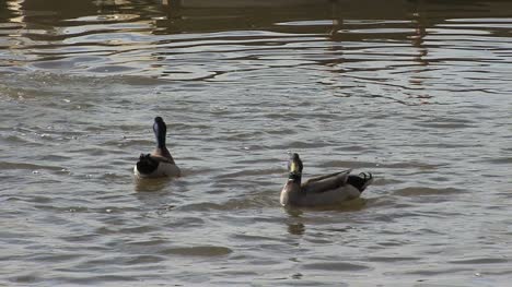 Patos-Nadando-En-El-Lago-Plateado