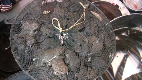 Hanoi-toads-in-market