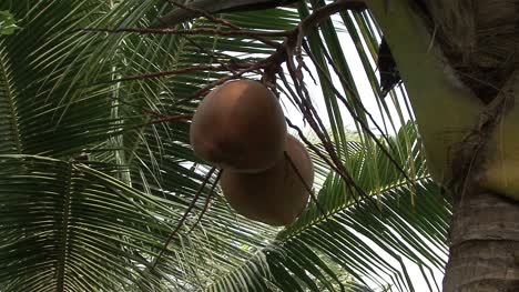 Coco-Mekong