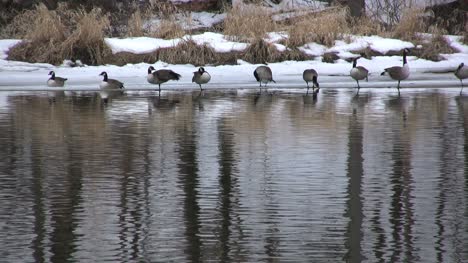 Pond-with-geese-in-New-York-state