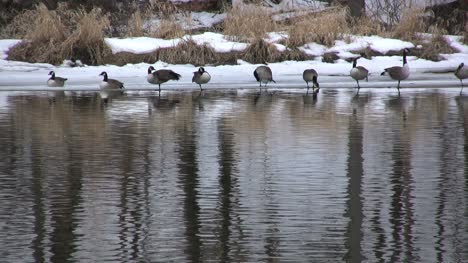 Teich-Mit-Gänsen-Im-Bundesstaat-New-York