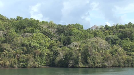 Panama-Canal-Rainforest-on-shore-of-Lake-Gatun