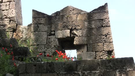 Fortified-wall-with-poppies