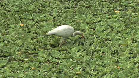 Florida-Weißer-Ibis-Füttert-Aktiv
