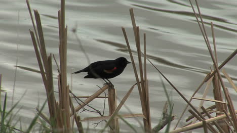 Rotflügelige-Amsel-Am-See