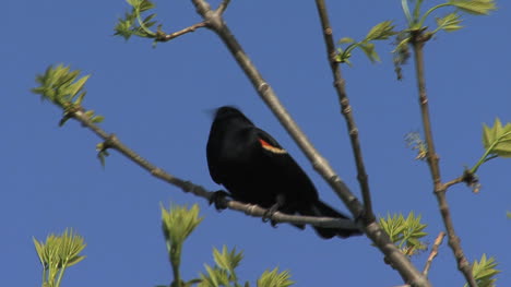 Mirlo-De-Alas-Rojas-En-El-árbol