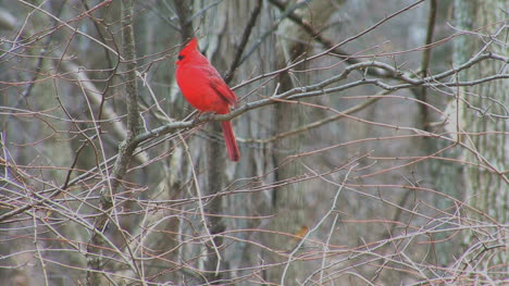 Cardinal-in-woods