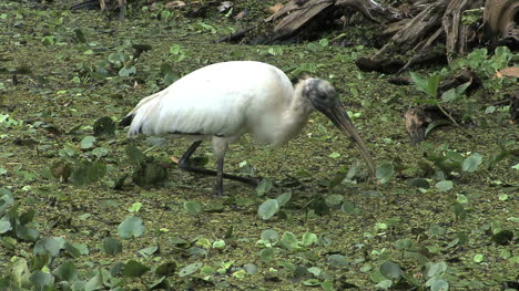 Florida-Wood-stork-eating