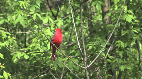 Cardinal-in-tree-with-green-leaves