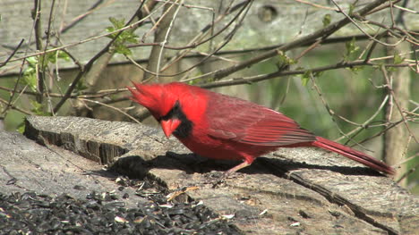 Cardenal-Comiendo-De-Registro