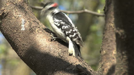 Downy-Woodpecker-male