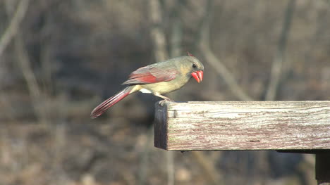 Female-Cardinal-feeding