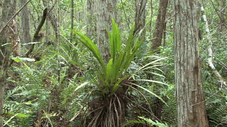 Florida-Luftpflanze-Im-Sumpf