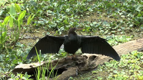 Florida-Anhinga-Mit-Ausgebreiteten-Flügeln