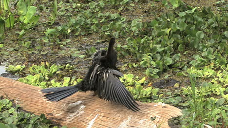 Florida-Anhinga-on-a-log