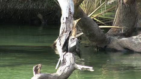 Pájaro-De-Florida-En-Primavera