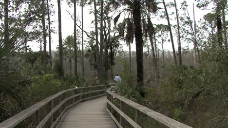Florida-boardwalk-in-swamp