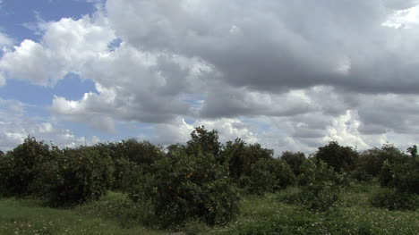 Florida-Wolken-über-Einem-Orangenhain