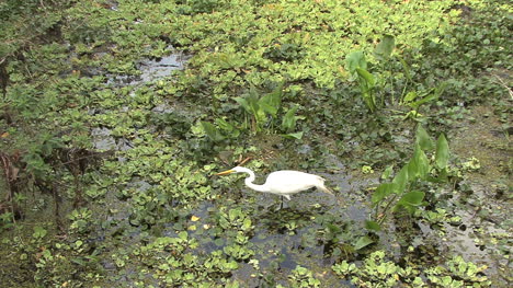 Florida-Heron-in-swamp