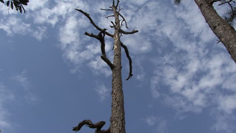 Florida-dead-pine-tree