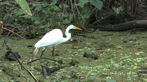 Florida-Egret-catches-prey