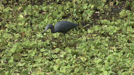 Florida-Little-Blue-Heron-eating