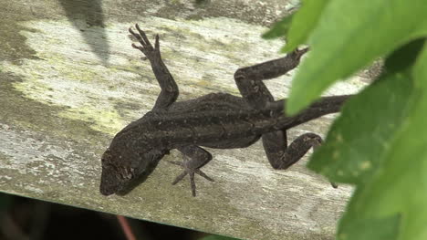 Florida-Eidechse-Auf-Einem-Baumstamm