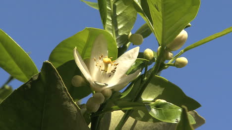 Florida-Orange-Blüte-Detail