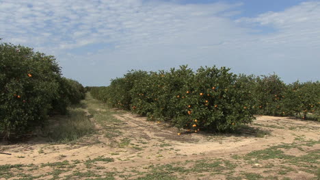 Florida-Orange-grove