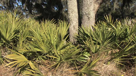 Florida-Palmetto-Palm