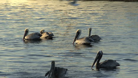 Pelícanos-De-Florida-Nadando-Y-Volando