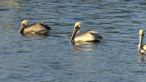 Pelícanos-De-Florida-Nadando