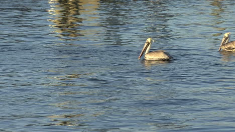 Florida-Pelikane-Und-Reflexionen