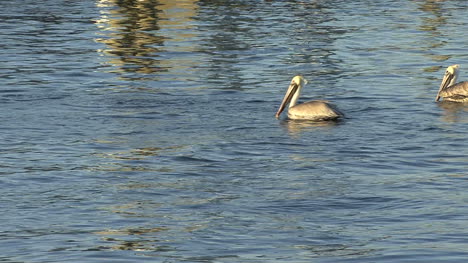 Florida-pelicans-and-reflections