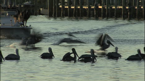 Florida-pelicans-backlit