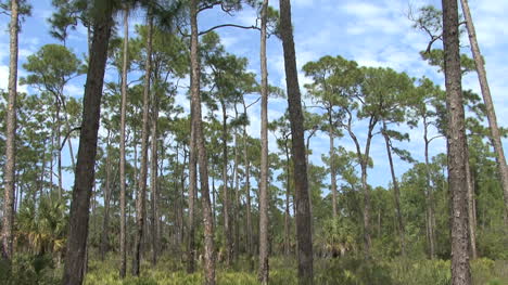 Bosques-De-Pinos-De-Florida