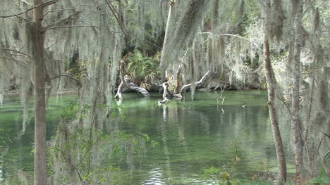 Florida-Frühling-Mit-Vogel-Und-Fisch