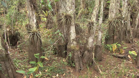 Florida-Tillandsien-Pflanzensia