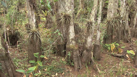 Plantas-De-Florida-Tillandsia