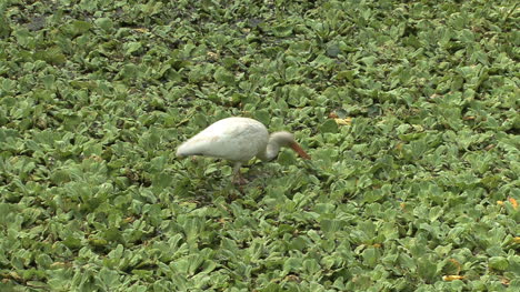 Ibis-Blanco-Florida-Alimentando