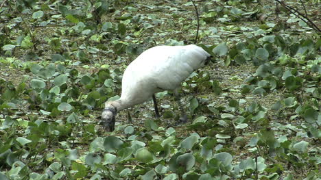 Florida-Wood-stork-in-nature