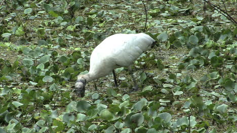 Florida-Holzstorch-In-Der-Natur