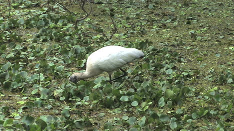 Florida-Storch-Stiele-Frisst-Schwalben