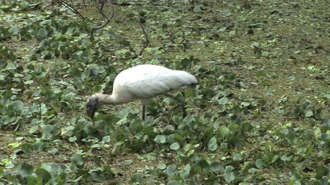 Florida-Wood-stork-eats-prey