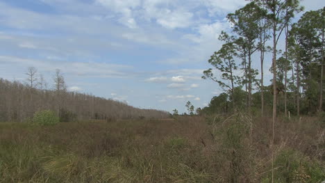 Paisaje-De-Bosques-De-Florida