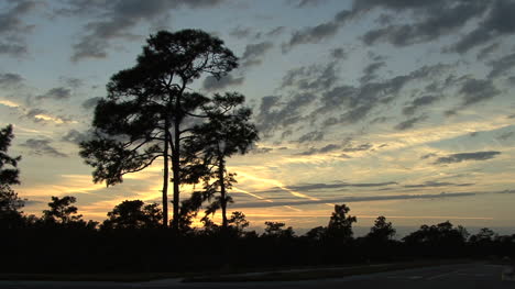 Sunset-&-pines-in-Florida